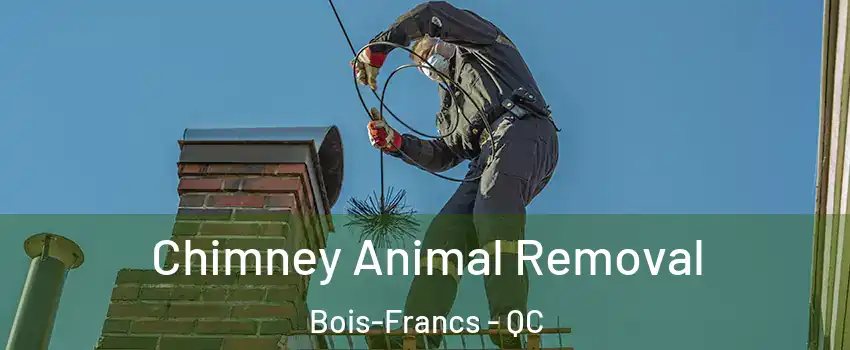  Chimney Animal Removal Bois-Francs - QC
