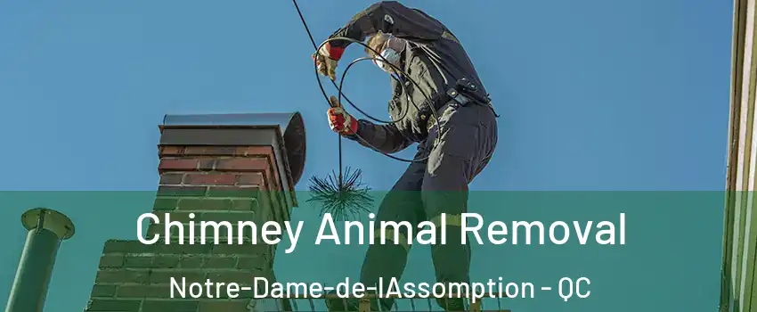  Chimney Animal Removal Notre-Dame-de-lAssomption - QC