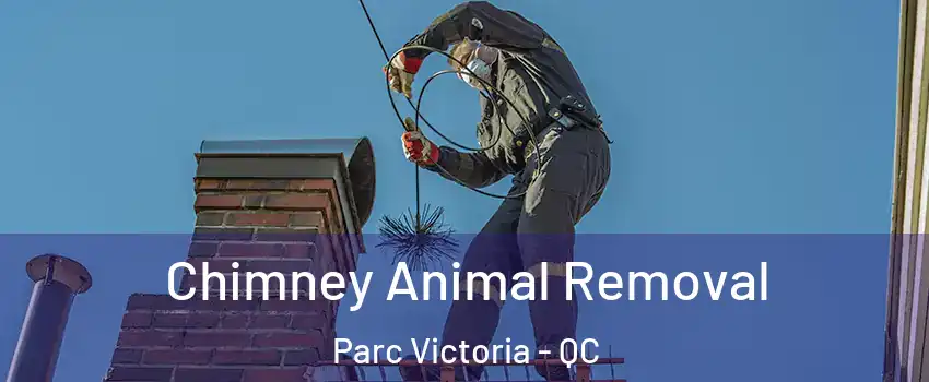  Chimney Animal Removal Parc Victoria - QC