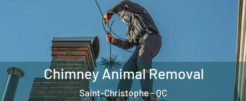  Chimney Animal Removal Saint-Christophe - QC