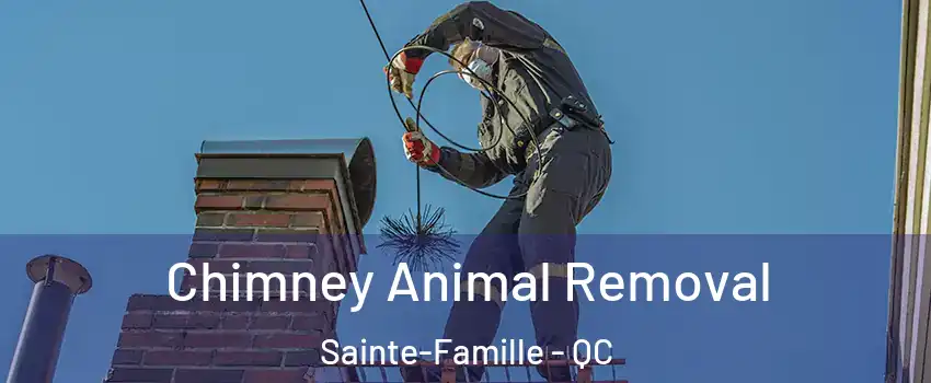  Chimney Animal Removal Sainte-Famille - QC