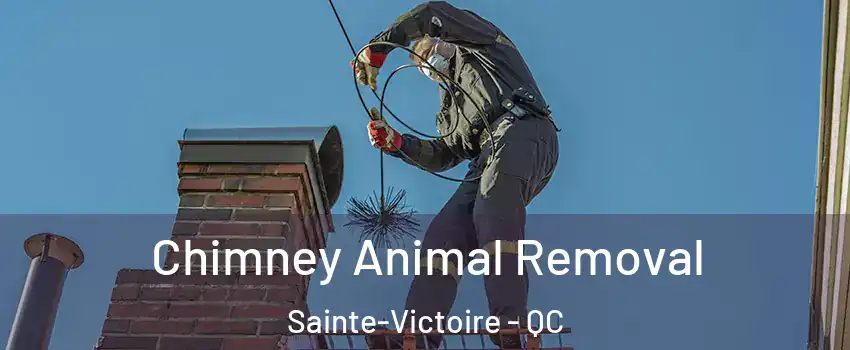  Chimney Animal Removal Sainte-Victoire - QC