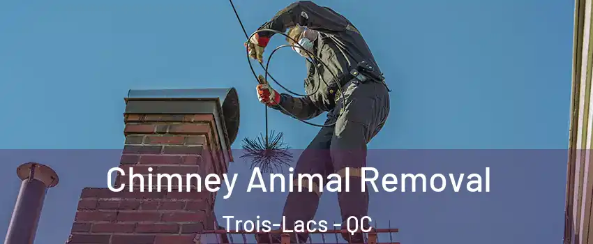  Chimney Animal Removal Trois-Lacs - QC