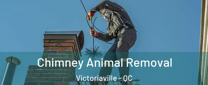  Chimney Animal Removal Victoriaville - QC
